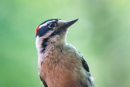 Downy Woodpecker Picoides pubescens portrait taken in Maryland during the Springの写真素材