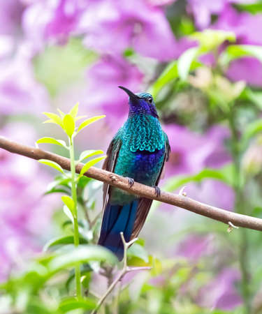 Sparkling Violetear Colibri coruscans hummingbird in Ecuador, South Americaの写真素材