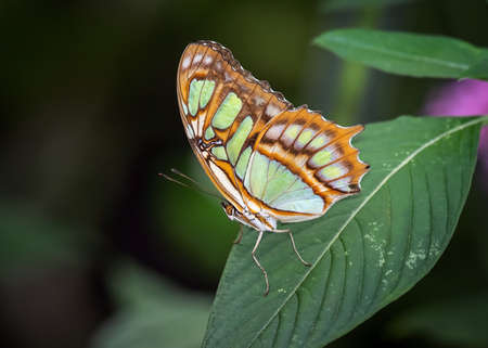 Malachite butterfly Siproeta stelenes perching on a leafの写真素材