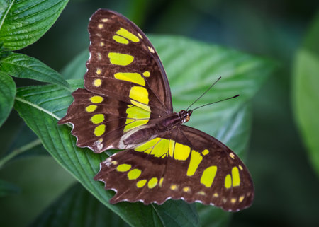 Malachite butterfly Siproeta stelenes perching on a leafの写真素材