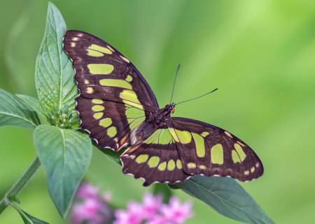 Malachite butterfly Siproeta stelenes perching on a leafの写真素材