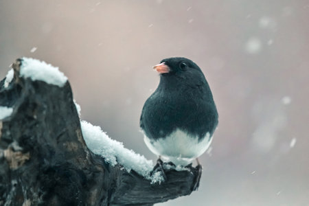 Dark-eyed Junco bird Junco hyemalis perching on a branch during a snowstorm in the Winterの写真素材