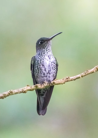 Many-spotted Hummingbird Taphrospilus hypostictus in Ecuador, South Americaの写真素材