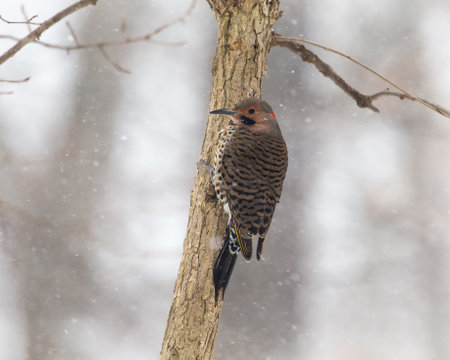 Northern Flicker woodpecker Colaptes auratus perching on a tree in Maryland during a blizzardの写真素材