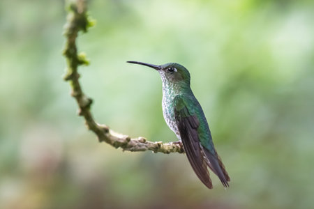 Many-spotted Hummingbird Taphrospilus hypostictus in Ecuador, South Americaの写真素材