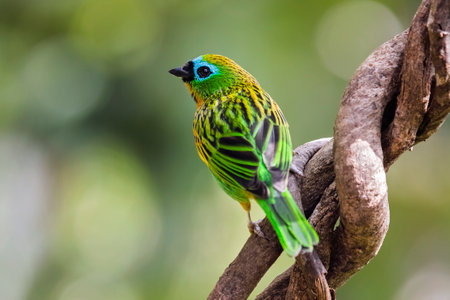 Brassy-breasted Tanager bird Tangara desmaresti bird perching in a tree in the Atlantic forest of...