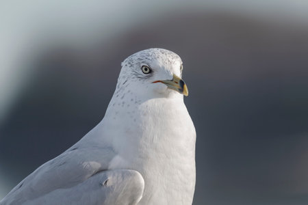 Ring-billed Gull Larus delawarensis portrait taken in Maryland during the Winter