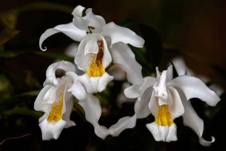 Orchid Coelogyne cristata close up of white and yellow flowers in a herbarium in Brazilの写真素材