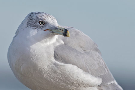Ring-billed Gull Larus delawarensis portrait taken in Maryland during the Winter