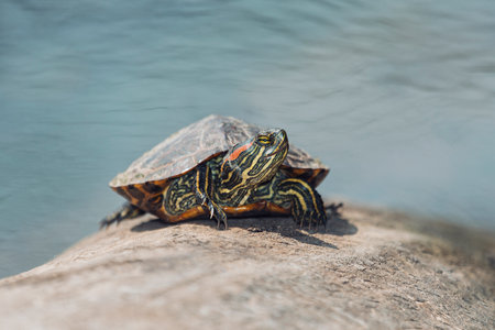 Young Red-eared Slider pond turtle Trachemys scripta elegans basking on a log in Maryland during the Springの写真素材
