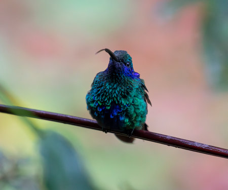 Sparkling Violetear Colibri coruscans hummingbird extending his tongue while perching on a twig in Manu National Park, Peruの写真素材