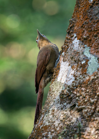 Cinnamon-throated Woodcreeper bird Dendrexetastes rufigula climbing on a tree in Manu National Park, Peruの写真素材