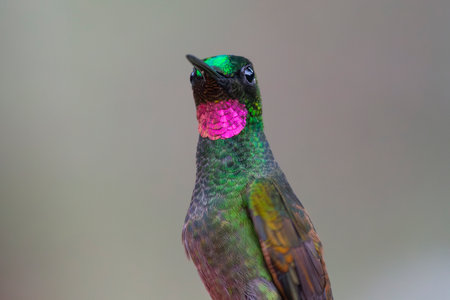 Brazilian Ruby hummingbird Clytolaema rubricauda portrait taken in the Atlantic forest of Brazilの写真素材