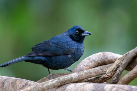 Ruby-crowned Tanager Tachyphonus coronatus bird perching in a tree in the Atlantic forest of Brazilの写真素材
