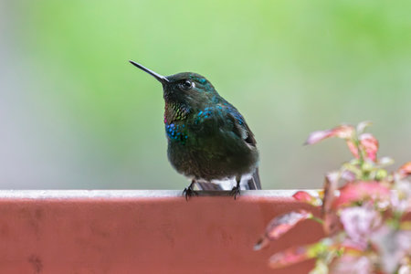 Tourmaline Sunangel Heliangelus exortis hummingbird in Ecuador, South Americaの写真素材