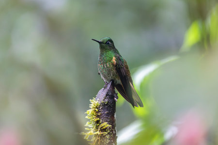 Buff-tailed Coronet Boissonneaua flavescens hummingbird in Ecuador, South Americaの写真素材