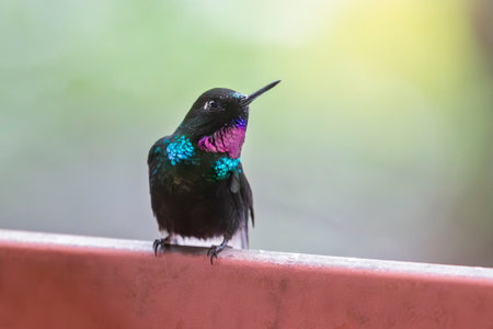 Tourmaline Sunangel Heliangelus exortis hummingbird in Ecuador, South Americaの写真素材