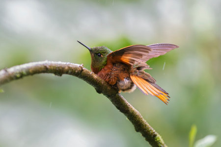 Chestnut-breasted Coronet Boissonneaua matthewsii hummingbird bathing in the rain in Ecuador, South Americaの写真素材