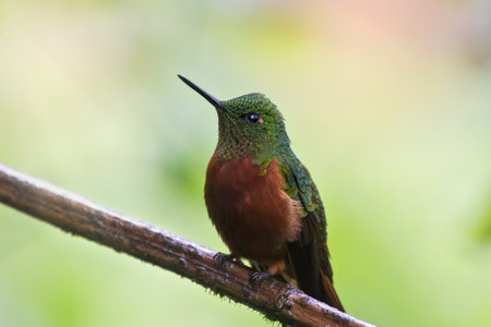 Chestnut-breasted Coronet Boissonneaua matthewsii hummingbird perched on a twig in Ecuador, South Americaの写真素材