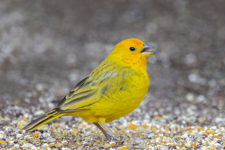 Saffron Finch Sicalis flaveola tanager eating corn in Ecuador, South Americaの写真素材