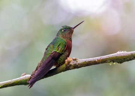 Chestnut-breasted Coronet Boissonneaua matthewsii hummingbird perched on a twig in Ecuador, South Americaの写真素材