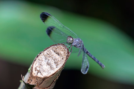 Tropical Skimmer dragonfly Uracis imbuta perching on a twig in Manu National Park, Peruの写真素材