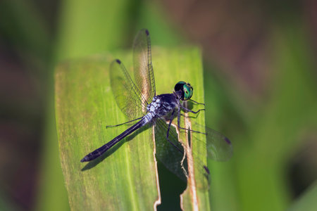 A species of Skimmer dragonfly Oligoclada stenoptera resting on a leaf in Manu National Park, Peruの写真素材