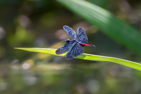 Red-tailed Blackwing dragonfly Diastatops obscura perching on a reed leaf in Manu National Park, Peruの写真素材