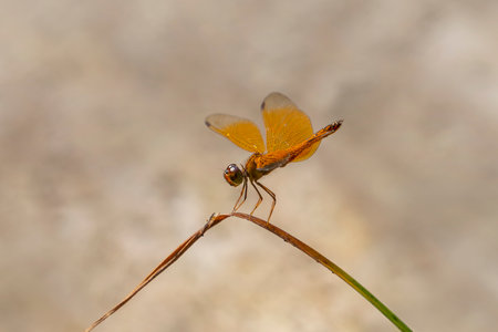 Clear-tipped Amberwing dragonfly Perithemis parzefalli resting on a stem in Manu National Park, Peruの写真素材