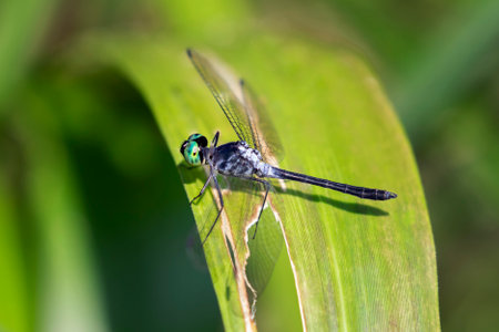 A species of Skimmer dragonfly Oligoclada stenoptera resting on a leaf in Manu National Park, Peruの写真素材
