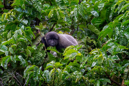 Endangered Gray Woolly Monkey Lagothrix cana sitting in a tree in Manu National Park, Peruの写真素材