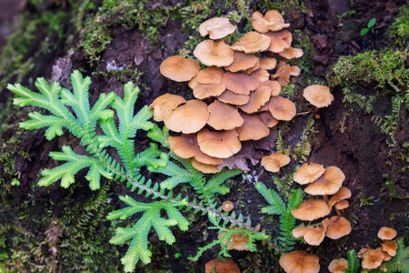 Close-up of biodiversity, fungi and ferns growing on a log in the rainforest in Manu National Park, Peruの写真素材