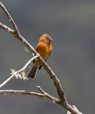 Cinnamon Flycatcher bird Pyrrhomyias cinnamomeus perching in a tree in Manu National Park, Peruの写真素材