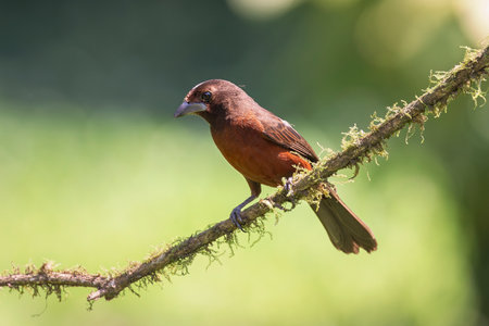Silver-beaked Tanager bird Ramphocelus carbo perching on a branch in Manu National Park, Peruの写真素材