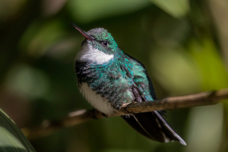 White-throated Hummingbird Leucochloris albicollis perching in a tree in the Atlantic forest of Brazilの写真素材