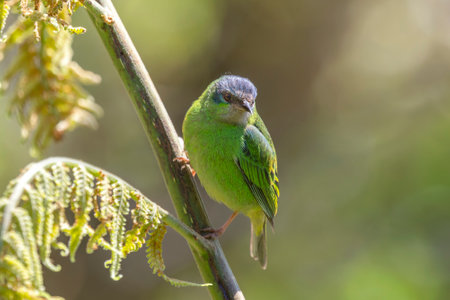 Blue Dacnis Dacnis cayana bird perching in a tree in the Atlantic forest of Brazilの写真素材