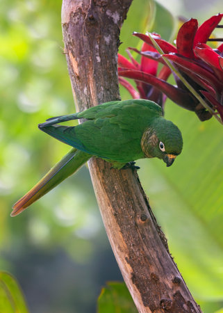 Maroon-bellied Parakeet Pyrrhura frontalis perching in a tree in the Atlantic forest of Brazilの写真素材