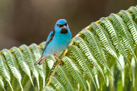 Blue Dacnis Dacnis cayana bird perching in a fern tree in the Atlantic forest of Brazilの写真素材