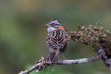 Rufous-collared Sparrow Zonotrichia capensis perching in a tree in the Atlantic forest of Brazilの写真素材