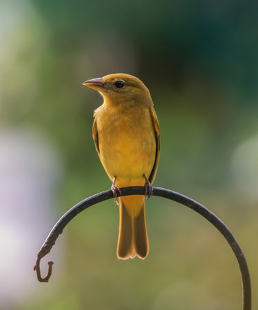 Summer Tanager Piranga rubra perching on a fence in Costa Ricaの写真素材