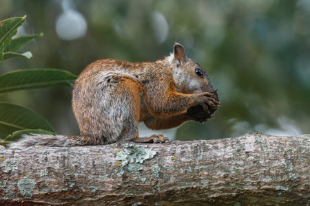 Variegated Squirrel Sciurus variegatoides sitting in a tree eating a nut in Costa Ricaの写真素材