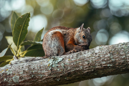 Variegated Squirrel Sciurus variegatoides sitting in a tree eating a nut in Costa Ricaの写真素材