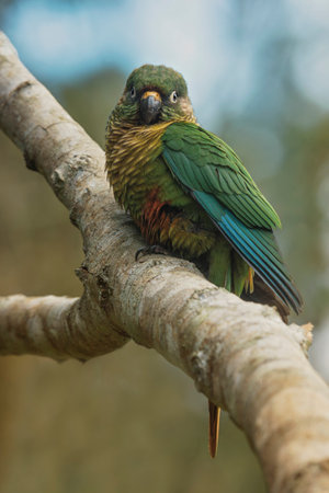 Maroon-bellied Parakeet Pyrrhura frontalis perching in a tree in the Atlantic forest of Brazilの写真素材
