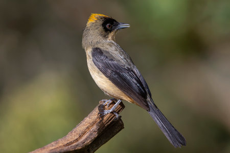 Black-goggled Tanager Trichothraupis melanops bird perched in the Atlantic forest of Brazilの写真素材