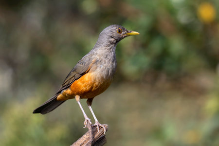 Rufous-bellied Thrush Turdus rufiventris bird perching in a tree in the Atlantic forest of Brazilの写真素材