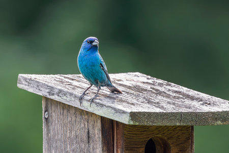 Indigo bunting bird Passerina cyanea perching on nest box in Maryland during the Springの写真素材
