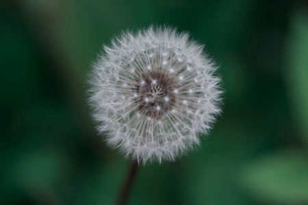 Dark and moody white Dandelion Taraxacum seed head with cool background colorsの写真素材