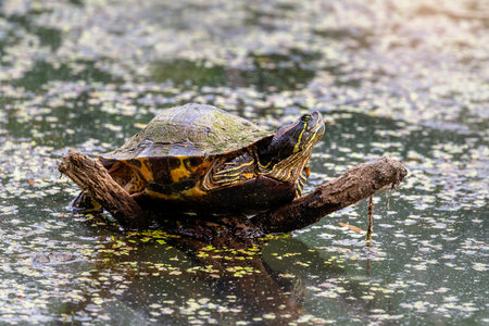 Red-eared Slider pond turtle Trachemys scripta elegans covered with algae basking in the sun in Maryland during the Springの写真素材
