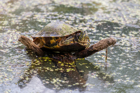Red-eared Slider pond turtle Trachemys scripta elegans covered with algae basking in the sun in Maryland during the Springの写真素材