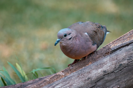Eared Dove Zenaida auriculata perching on a log in Ecuador, South Americaの写真素材